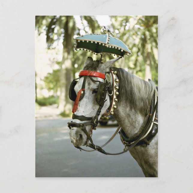 Horse with sunshade, Madrid, Spanien Vykort (Framsida)