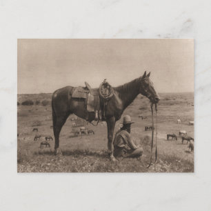 Horse Wrangler 1910 Vykort