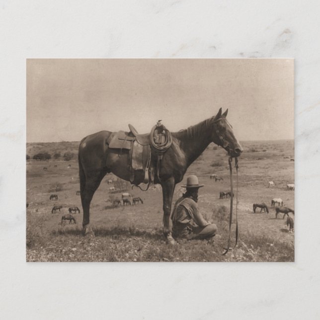 Horse Wrangler 1910 Vykort (Framsida)