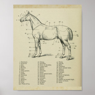 Horse Yta Anatomy Print Poster