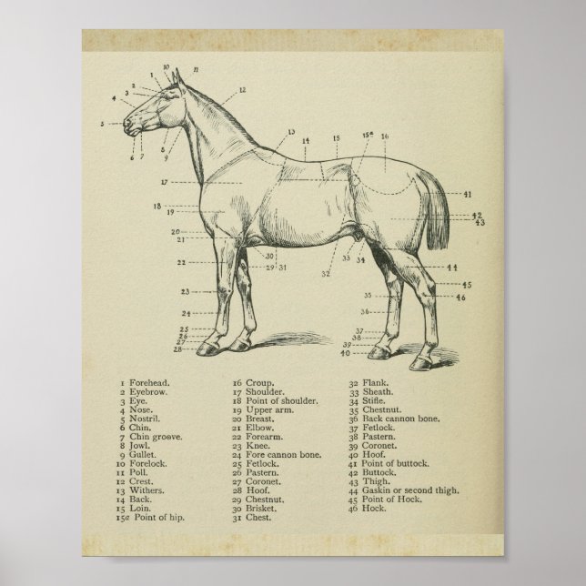 Horse Yta Anatomy Print Poster (Framsidan)
