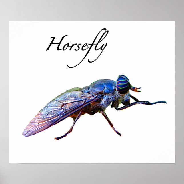 Horsefly Poster (Framsidan)