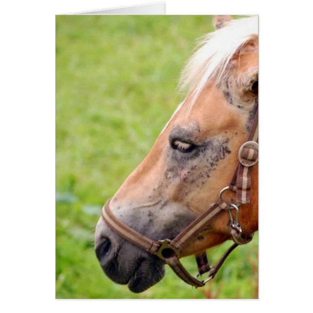 Horsehead 003 hälsningskort (Framsidan)