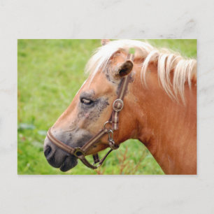 Horsehead 003 vykort