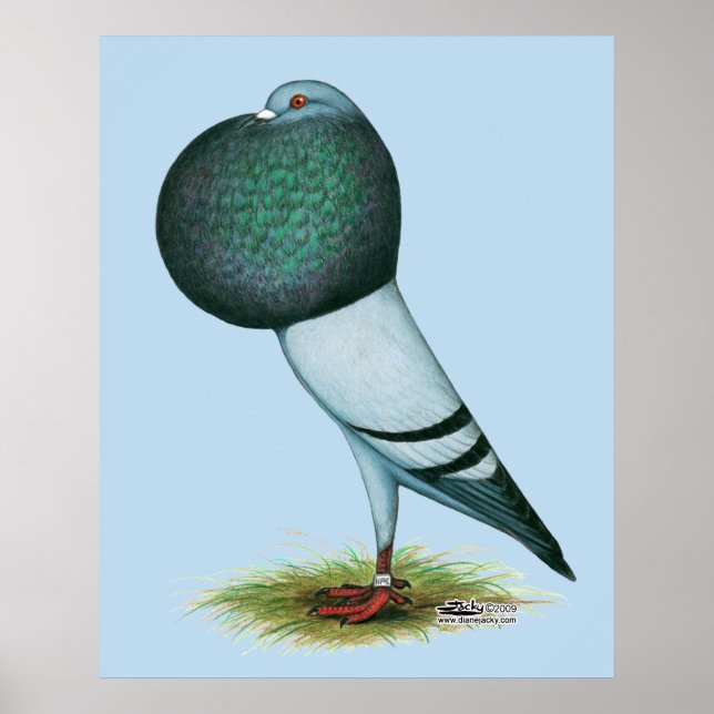 Horseman Pouter Blue Poster (Framsidan)