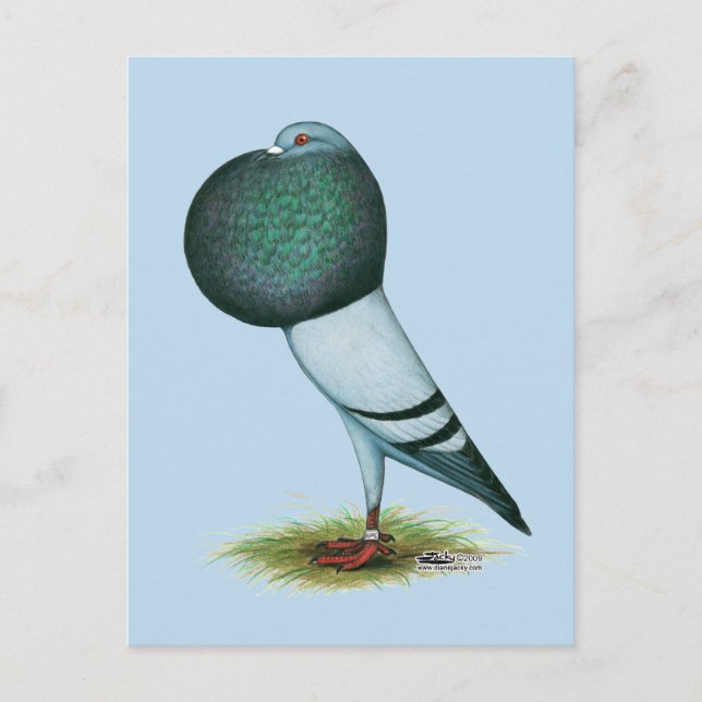 Horseman Pouter Pigeon Blue Vykort (Framsida)
