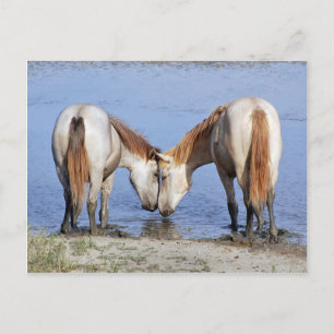 HORSER I KÄRLEK POSTCARD VYKORT