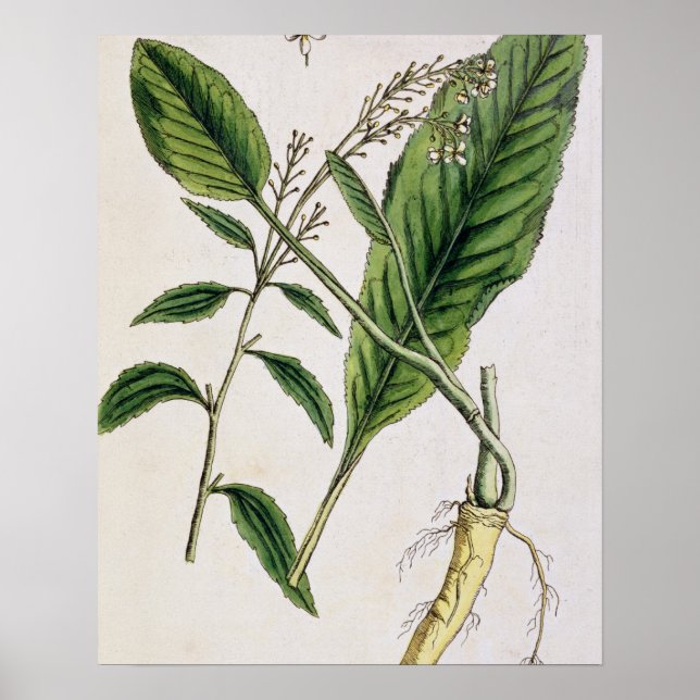 Horseradish, tallrik 415 från "A Nyfiken Herbal",  Poster (Framsidan)