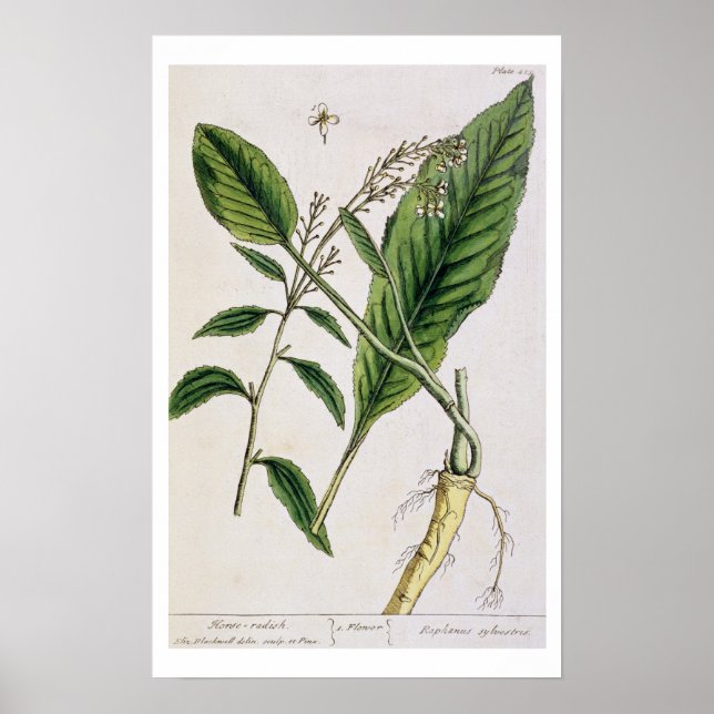 Horseradish, tallrik 415 från "A Nyfiken Herbal",  Poster (Framsidan)