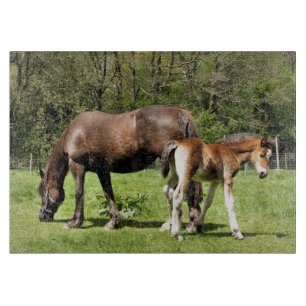 HORSES