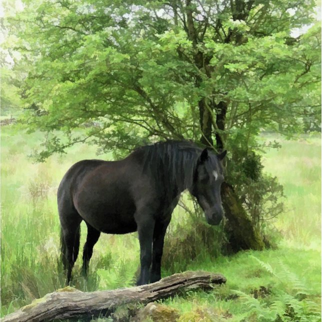 HORSES ADRESSETIKETT (A beautiful black mare resting in the shade of the tree. )