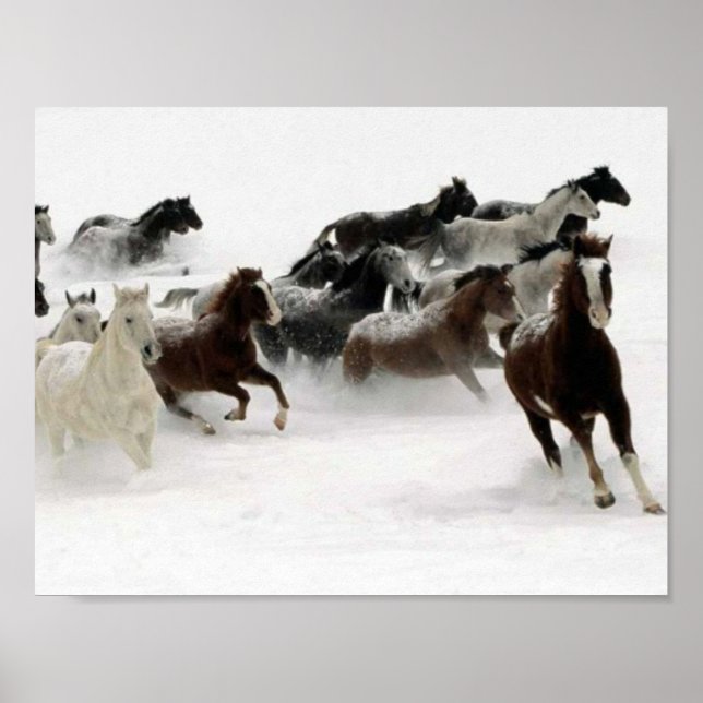 Horses bild poster (Framsidan)