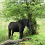HORSES CANVASTRYCK<br><div class="desc">En vacker svart häst vilar i skuggan av träd. Vattenfärg. Wales UK.</div>