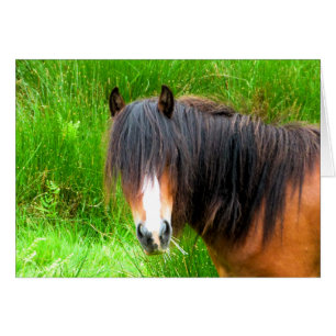 HORSES CARD HÄLSNINGSKORT