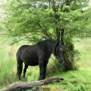 HORSES FOTOTRYCK