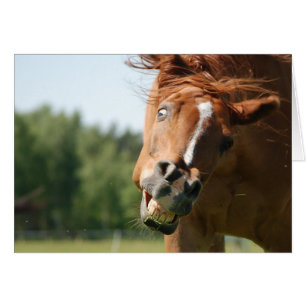 Horse's Funny Ansikte fångad Hälsningskort