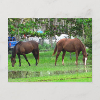 Horses Grazing in Icacos, South Trinidad Vykort
