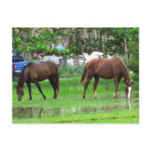 Horses Grazing in Icacos, South Trinidad