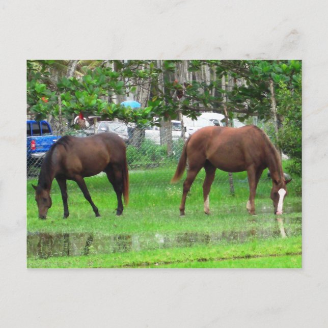 Horses Grazing in Icacos, South Trinidad Vykort (Framsida)