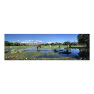 Horses Grazing under Sierra Nevada Mountain Fototryck