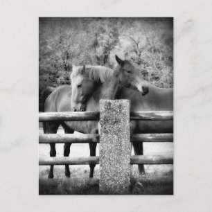 Horses Hugger - fotografi av Horse Kärlek Vykort