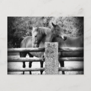 Horses Hugger - fotografi av Horse Kärlek Vykort