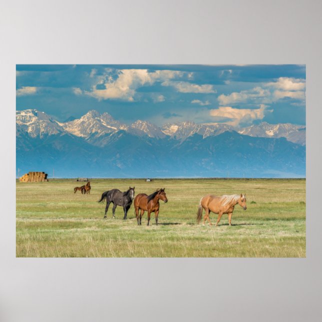 Horses i Hayfield Poster (Framsidan)