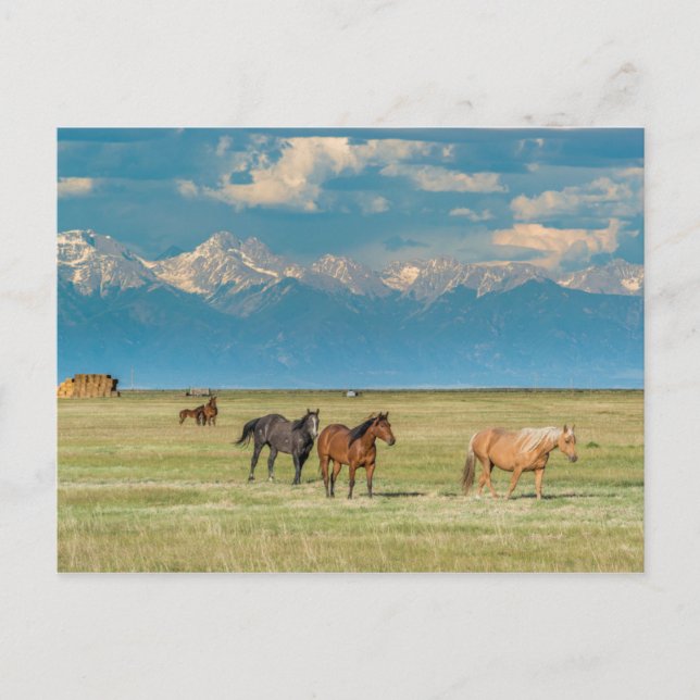 Horses i Hayfield Vykort (Framsida)