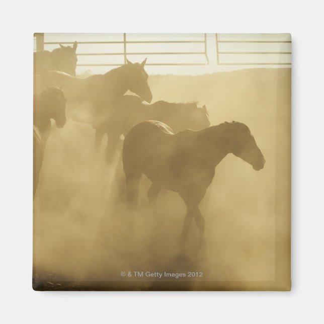Horses in corral magnet (Framsidan)