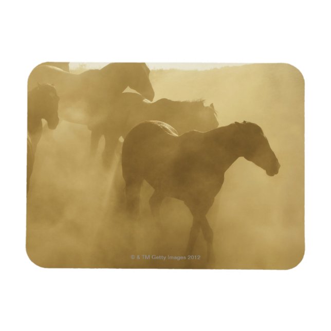 Horses in corral magnet (Horisontell)