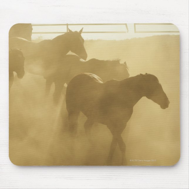 Horses in corral musmatta (Framsidan)