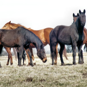 HORSES KAFFEMUGG