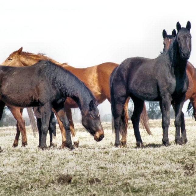 HORSES KAKELPLATTA (Skapare uppladdad)