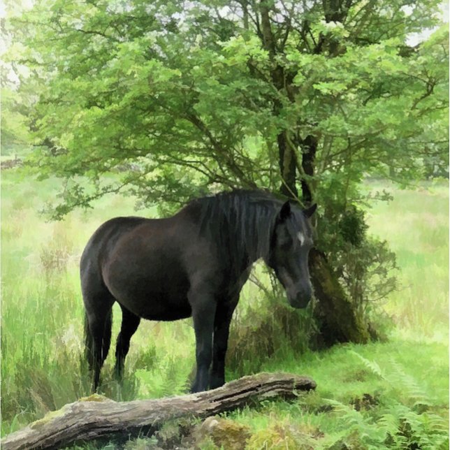 HORSES KAKELPLATTA (A beautiful black mare resting in the shade of the tree.)