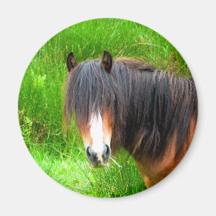 HORSES MAGNET