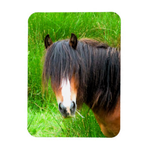 HORSES MAGNET