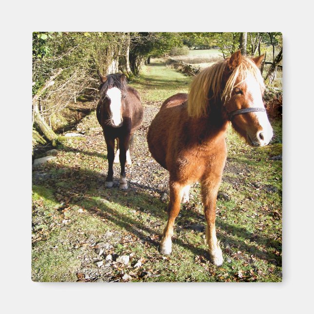 HORSES MAGNET (Framsidan)