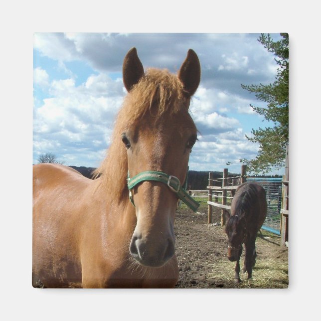 Horses magnet (Framsidan)