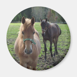 Horses magnet