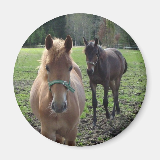 Horses magnet (Framsidan)
