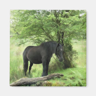HORSES MAGNET