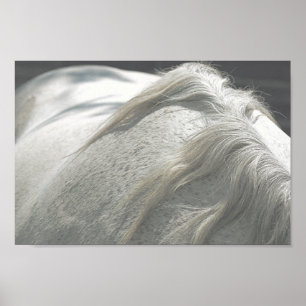 HORSES Mane Flea-Bitten Grått Mare Archival Poster