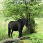 HORSES MINNESASK<br><div class="desc">En vacker svart stam som vilar i träd. Vattenfärg. Wales UK.</div>