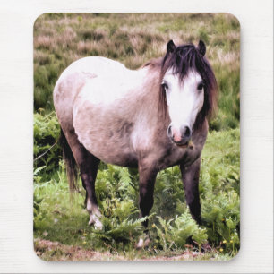 HORSES MUSMATTA