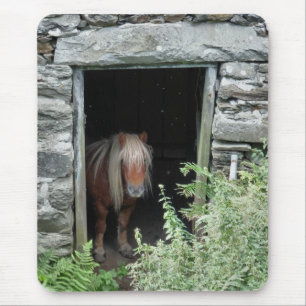 HORSES MUSMATTA