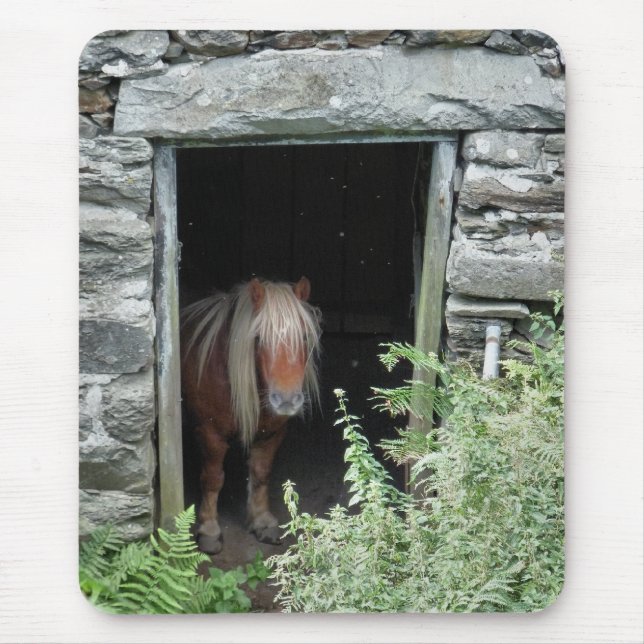 HORSES MUSMATTA (Framsidan)