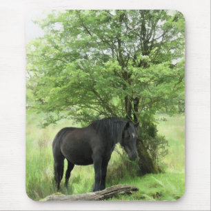 HORSES MUSMATTA