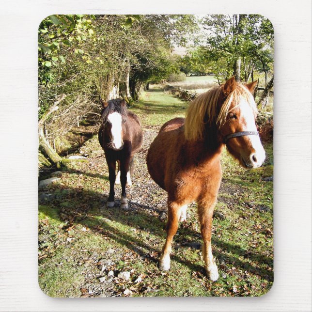 HORSES MUSMATTA (Framsidan)
