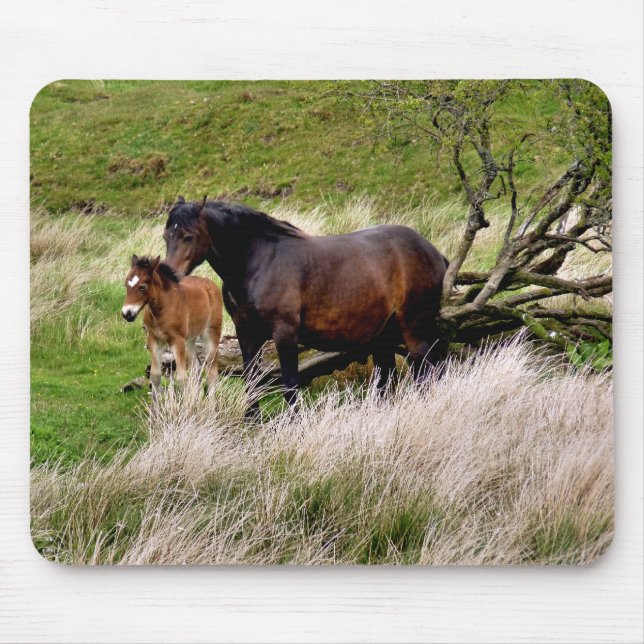 HORSES MUSMATTA (Framsidan)