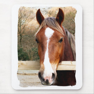 HORSES MUSMATTA